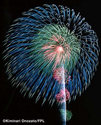 Chryzanthemum with Double Pistil